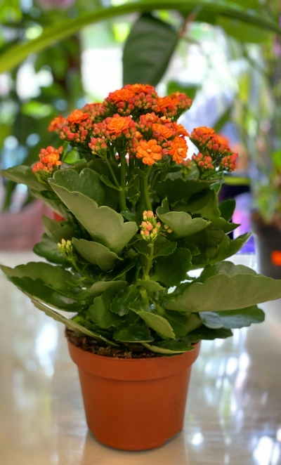 Коланхоэ (Оранжевая)