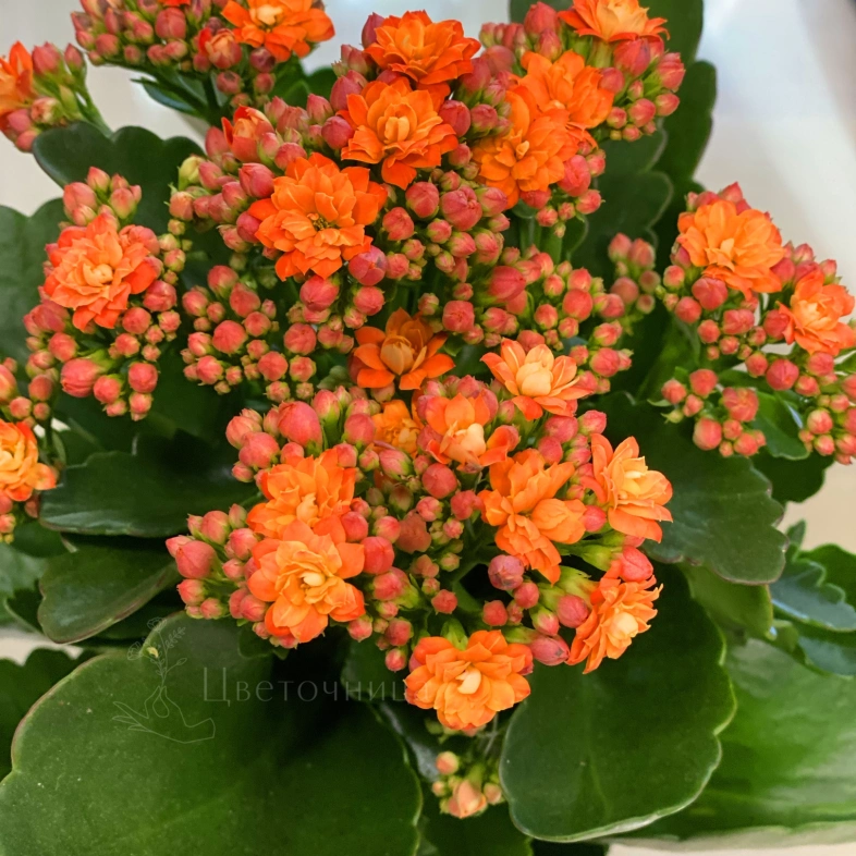Коланхоэ (Оранжевая)