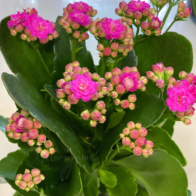 Коланхоэ (Розовая)