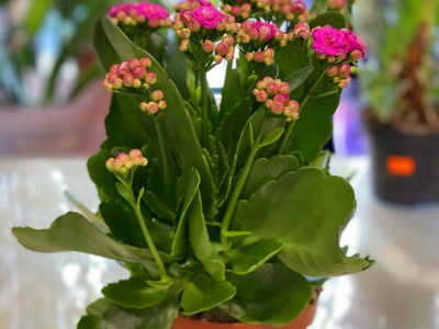 Коланхоэ (Розовая)