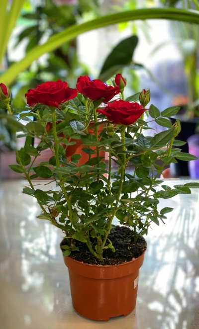 Роза Кордана (Красная)