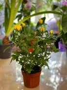 Роза Кордана (Желтая) 0