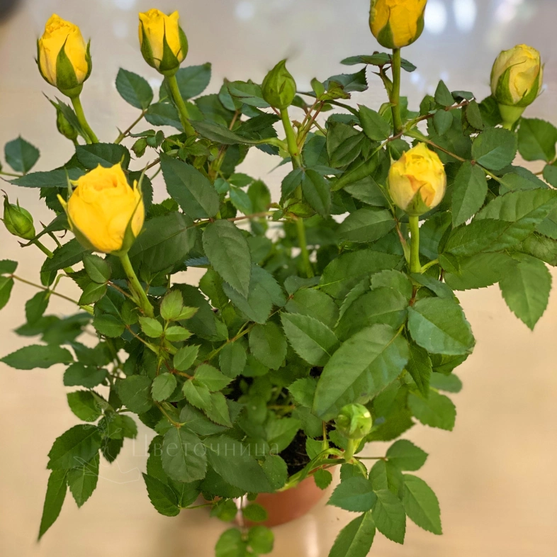 Роза Кордана (Желтая)