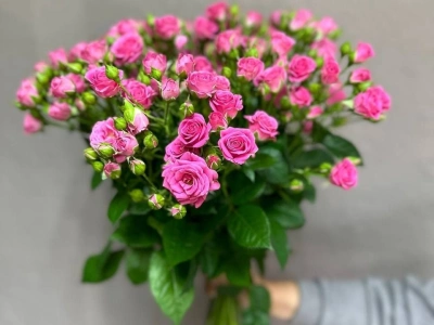 Роза кустовая 15 штук