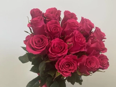 Розы розовые 15 штук