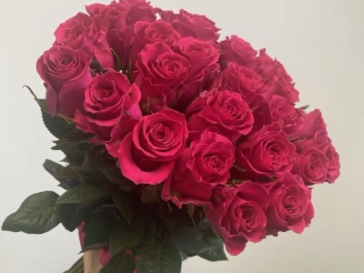 Розы розовые 25 штук